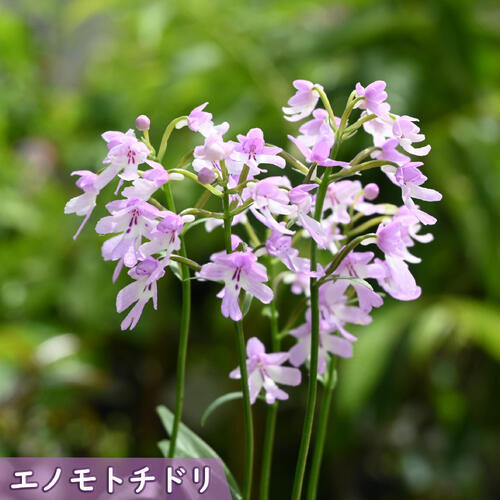 2025年NEW エノモトチドリ ポット苗 榎本千鳥 山野草
