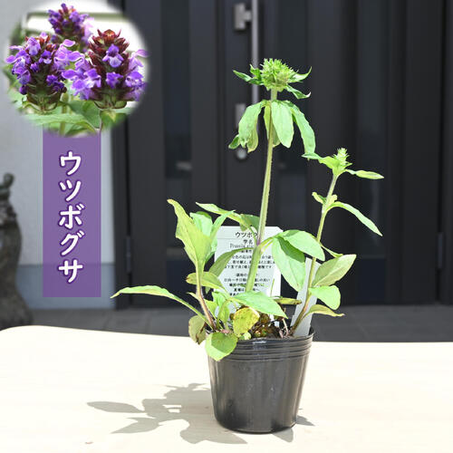 2025年NEWウツボグサ ポット苗 山野草 多年草 靫草