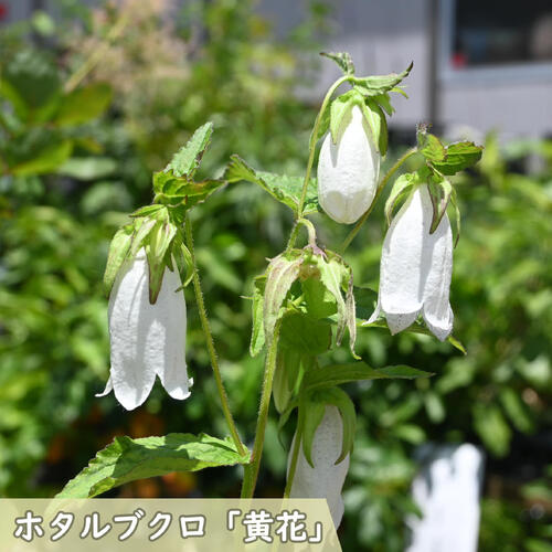 2025年NEW ホタルブクロ 黄花 ポット苗 山野草 宿根草 多年草 蛍袋