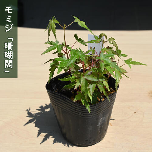 2024年NEW モミジ 珊瑚閣 苗木 もみじ サンゴカク