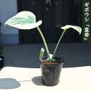 2025年NEW ギボウシ 皇帝 ポット苗 山野草 多年草 シェードガーデン