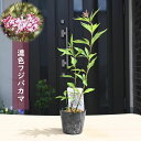 2025年NEW 濃色フジバカマ ポット苗 山野草 多年草 香草 秋の七草 藤袴 蘭草