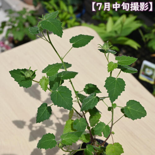 2026年NEW 濃桃姫岩フヨウ ポット苗 岩芙蓉