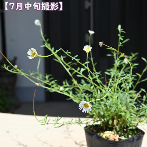 2026年NEW 源平小菊 ポット苗 多年草 宿根草 エリゲロン