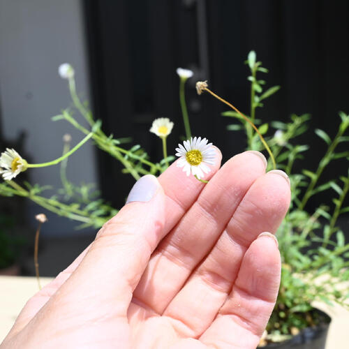 2026年NEW 源平小菊 ポット苗 多年草 宿根草 エリゲロン