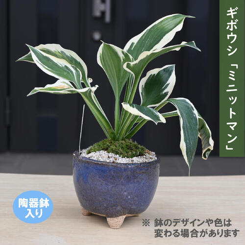 2025年NEW ギボウシ ミニットマン 陶器鉢入り 山野草 多年草 シェードガーデン グランドカバー 下草 耐..