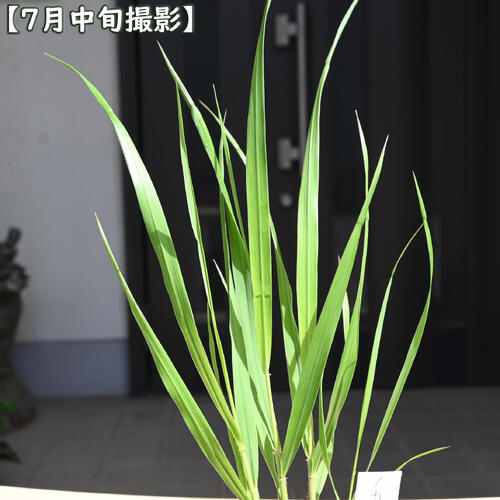 2026年NEW カリヤスモドキ ポット苗 山野草 多年草 刈安擬