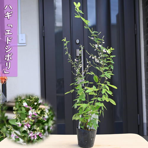 2025年7月開花 エドシボリ ハギ ポット苗 江戸絞り 萩 はぎ秋の七草萩の花 10月中旬以降は開花が終了し..