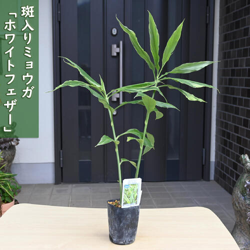 2025年NEW 斑入りミョウガ ホワイトフェザー ポット苗 宿根草