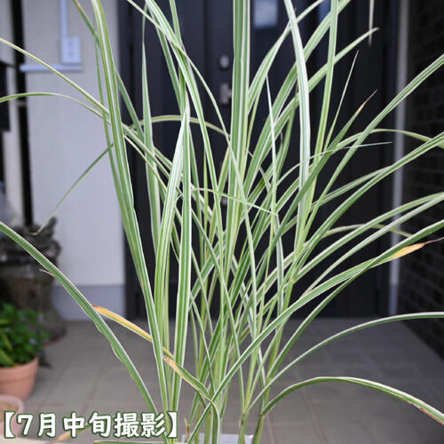 2026年NEW 縞ススキ ポット苗 山野草 多年草 しますすき 縞薄 縞芒 和風 ガーデン ...