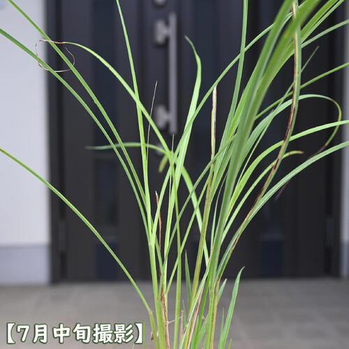 2026年NEW 屋久島イトススキ ポット苗 山野草 多年草 薄 和風 ガーデン 環境配慮型...