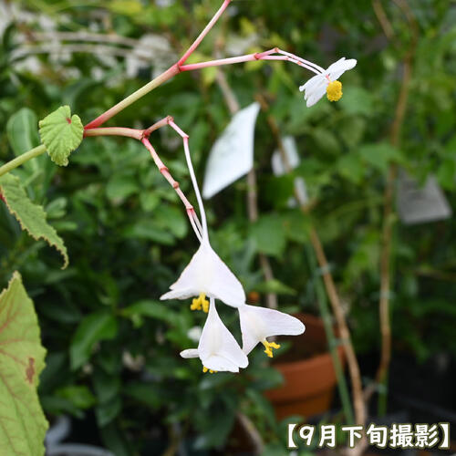 2026年NEW 白花シュウカイドウ ポット苗 秋海棠 山野草 多年草 球根性植物