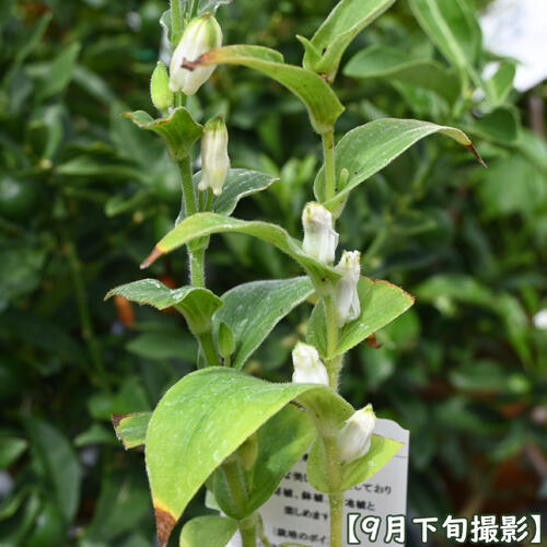 NEW 白花ホトトギス ポット苗 山野草 多年草