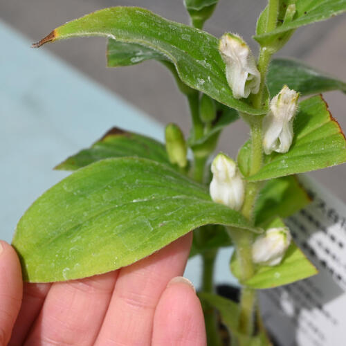 NEW 白花ホトトギス ポット苗 山野草 多年草