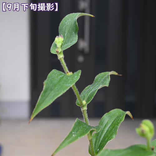 2026年NEW ホトトギス 松風 鉢植え 山野草 まつかぜ 多年草