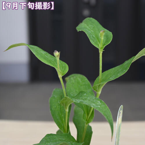 2026年NEW ホトトギス 紫錦 鉢植え しきん 山野草 多年草