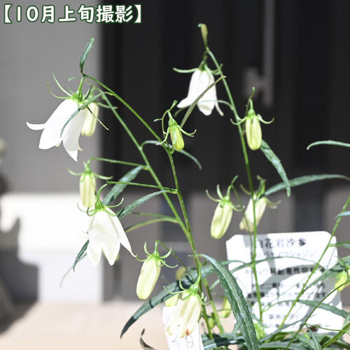 【2026年10月頃から順次発送予定となります】白花二重咲イワシャジン ポット苗 山...