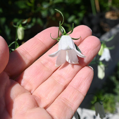 【2026年10月頃から順次発送予定となります】白花二重咲イワシャジン ポット苗 山...