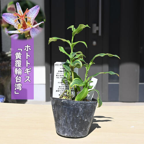 2025年NEW ホトトギス 黄覆輪台湾 ポット苗 山野草 多年草