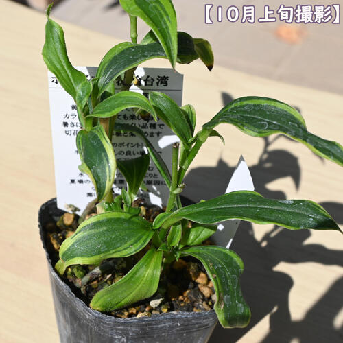 2026年NEW ホトトギス 黄覆輪台湾 ポット苗 山野草 多年草
