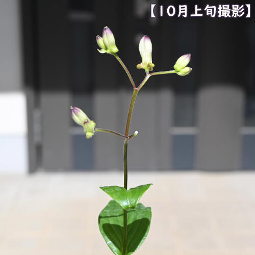 2026年NEW ホトトギス 静 鉢植え しずか 山野草 多年草