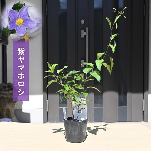 2025年NEW 紫ヤマホロシ ポット苗 山野草 多年草 山白英 ツルハナナス　蔓花茄子 別名 ソラナム・ジャ..