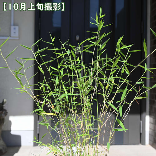 2026年NEW 黒軸カリヤス ポット苗 山野草 多年草 刈安