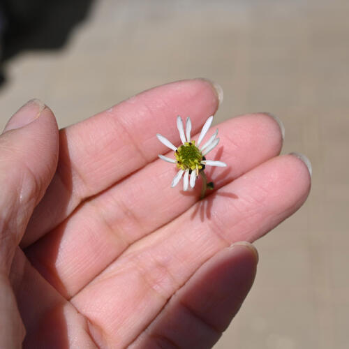 2026年NEW サワシロギク ポット苗 山野草 多年草 沢白菊