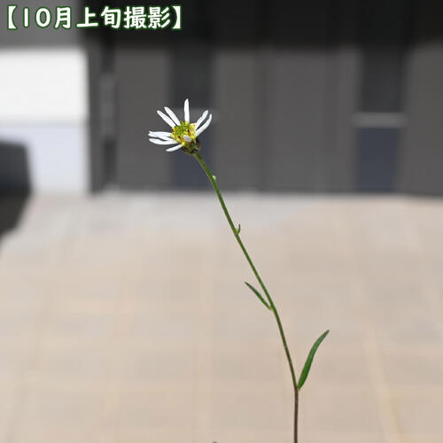 2026年NEW サワシロギク ポット苗 山野草 多年草 沢白菊
