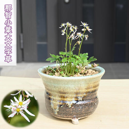 2026年NEW 那智小葉大文字草 鉢植え 盆栽 なちこばだいもんじそう ダイモンジソウ 山野草 宿根草