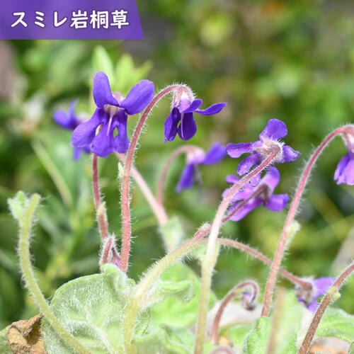 「菫岩桐草」は、中国雲南省～四川省の高地原産の多年性山野草です。 開花期になるとスミレのような青紫色の花を次々と咲かせるため、非常に見ごたえがあります。 また、ロゼット型の葉もとても美しいです。 草丈は、5～15センチ程です。 ポット苗 ・商品名菫岩桐草 ・商品の説明 開花期　 9月～10月 ・育て方 風通しの良い半日陰で管理しましょう。暑さに弱いため、夏の直射日光が当たる場所は避けましょう。表土が乾いたら、水をたっぷりと与えます。 ・特徴イワタバコ科ペトロコスメア属 ・梱包と発送方法贈り物としてもお届けができます クロネコヤマト便でのbR>お届けです　 ・注意事項 現物ではございません。数量物の為、若干高さや枝ぶり、花色等が違います 植物は生き物ですので、お届けの時期によって樹姿等は、変わりますのでご了承ください。