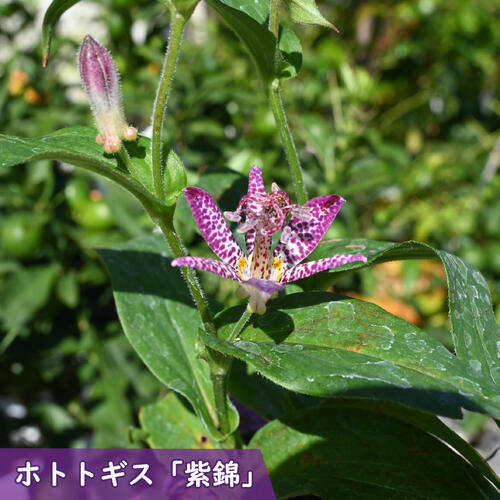 2025年NEW ホトトギス 紫錦 ポット苗 しきん 山野草 多年草