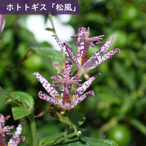 ホトトギスは、東アジアや日本が原産の植物で、ピンク色や白色の花を咲かせる多年草です。 斑点模様の花弁が特徴で、この独特な模様が「杜鵑（ほととぎす）」という鳥の腹部の模様に似ているため「ホトトギス」と名付けられました。 「松風」は、白地に赤紫の斑点が明瞭で、台湾ホトトギスの原種系といわれています。　 ※画像は開花のイメージになります。お届け時期によって開花が終了した状態でのお届けとなります。 ホトトギス ・商品名松風 ・商品の説明 開花期　9月～10月頃 ・ホトトギスの育て方 鉢植え、庭植えとも、よく風の通る明るい日陰が最適です。表土が乾いたら十分に水を与えます。 ・特徴ユリ科の耐寒性多年草白地に赤紫色の斑点が入る花が咲きます 台湾系ホトトギスなので丈夫です ・梱包と発送方法贈り物としてもお届けができます クロネコヤマト便でのお届けです　 ・注意事項 現物ではございません。数量物の為、若干高さや枝ぶりが違います 植物は生き物ですので、お届けの時期によって樹姿等は、変わりますのでご了承ください。 ※ 写真は『標準的な商品』、 サイズの表記は平均的なものを掲載しております