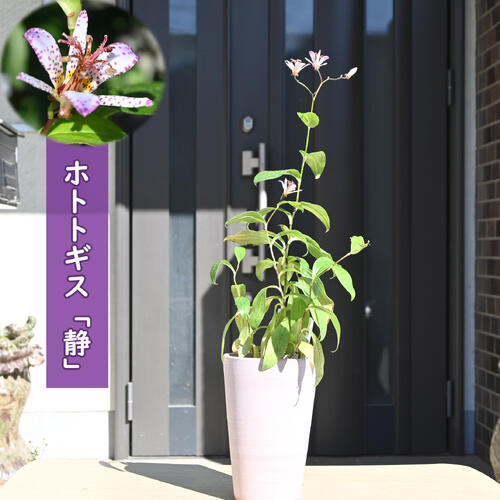 2026年NEW ホトトギス 静 鉢植え しずか 山野草 多年草