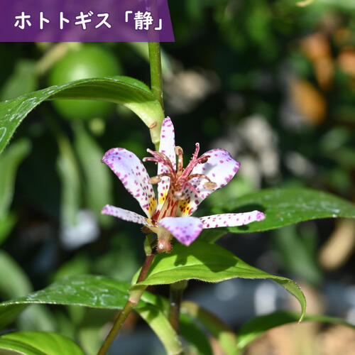 2026年NEW ホトトギス 静 ポット苗 しずか 山野草 多年草