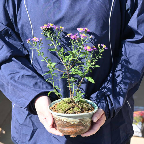 多年草鉢植えミニ 2026年10月～11月開花花鉢 ノコンギク 夕映え 鉢植え 山野草 多年草 野紺菊 庭植え ナチュラルガーデン 寄せ植え 切り花 茶花