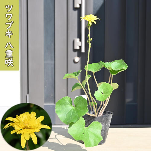 2025年NEW ツワブキ 八重咲 ポット苗 山野草