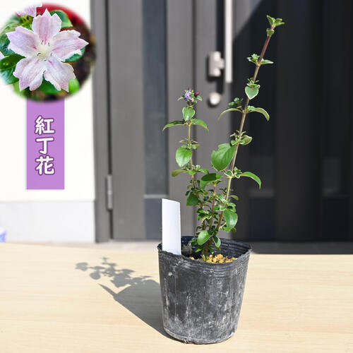 2025年NEW 紅丁花 ポット苗 コウチョウゲ 山野草