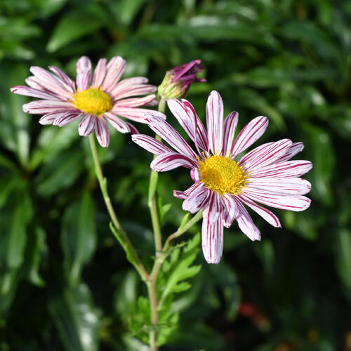 鉢花 縁結び 菊 鉢植え えんむすび 多年草 キク