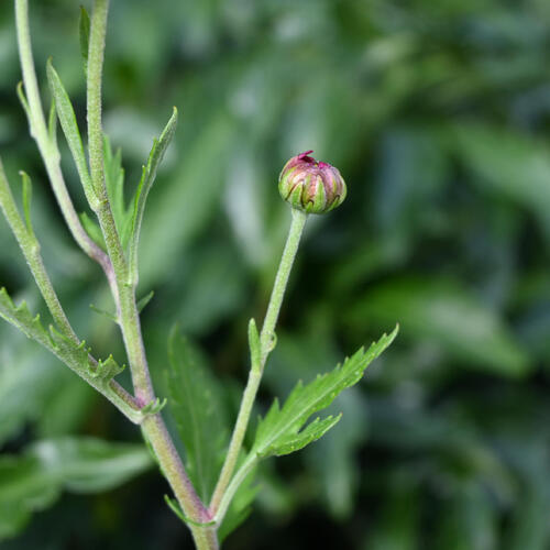 鉢花 縁結び 菊 鉢植え えんむすび 多年草 キク