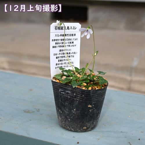 石垣屋久島すみれ ポット苗 山野草 多年草