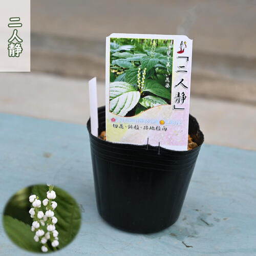 二人静 ポット苗 山野草 宿根草 多年草 フタリシズカ