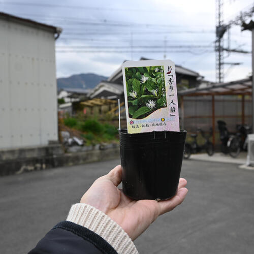 香り一人静 ポット苗 山野草 宿根草 多年草 ヒトリシズカ