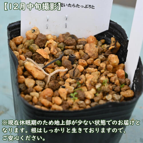 香り一人静 ポット苗 山野草 宿根草 多年草 ヒトリシズカ