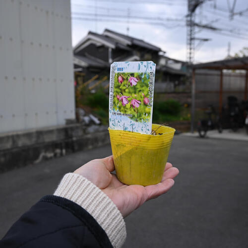 紫花風鈴オダマキ ポット苗 山野草 宿根草 多年草 フウリンオダマキ