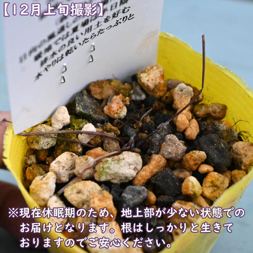 紫花風鈴オダマキ ポット苗 山野草 宿根草 多年草 フウリンオダマキ