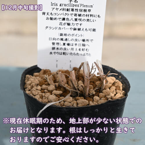濃色八重咲姫シャガ ポット苗 山野草 多年草
