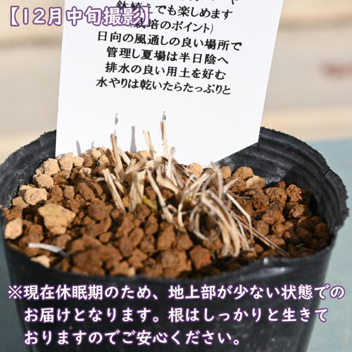 姫シャガ ポット苗 山野草 多年草