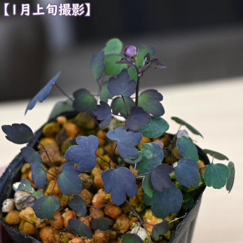 紫花系台湾バイカカラマツ ポット苗 多年草 山野草 梅花カラマツ
