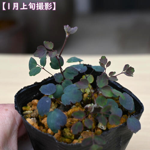 赤花系多弁咲台湾バイカカラマツ ポット苗 多年草 山野草 梅花カラマツ